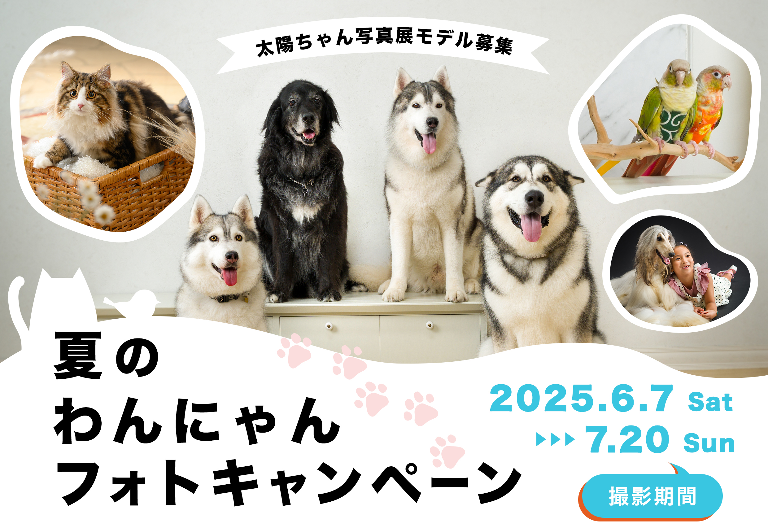 わんにゃんフォト